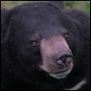 Asiatic Black Bear