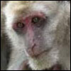 Assamese Macaque