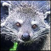 Binturong