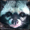 Common Palm Civet