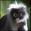 Dusky Langur