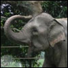 Asian Elephant