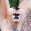Golden Cheeked Gibbon