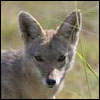 Asiatic Golden Jackal