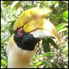 Great Hornbill
