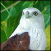 Brahminy Kite