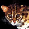 Leopard Cat