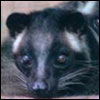 Masked Palm Civet