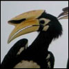Oriental Pied Hornbill