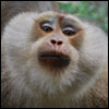 Pig Tailed Macaque