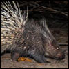 Malayan Porcupine