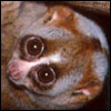 Pygmy Loris
