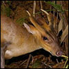 Red Muntjac