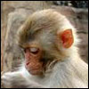 Rhesus Macaque