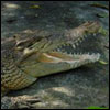 Salt Water Crocodile