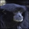 Siamang