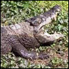 Siamese Crocodile
