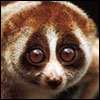 Slow Loris