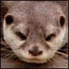 Oriental Small Clawed Otter