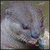 Smooth Coated Otter