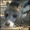 Large Spotted Civet