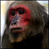 Stump Tailed Macaque