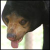 Malayan Sun Bear