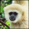 White Handed Gibbon