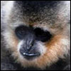 White Cheeked Gibbon