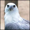 White Bellied Sea Eagle