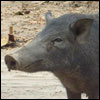 Wild Pig