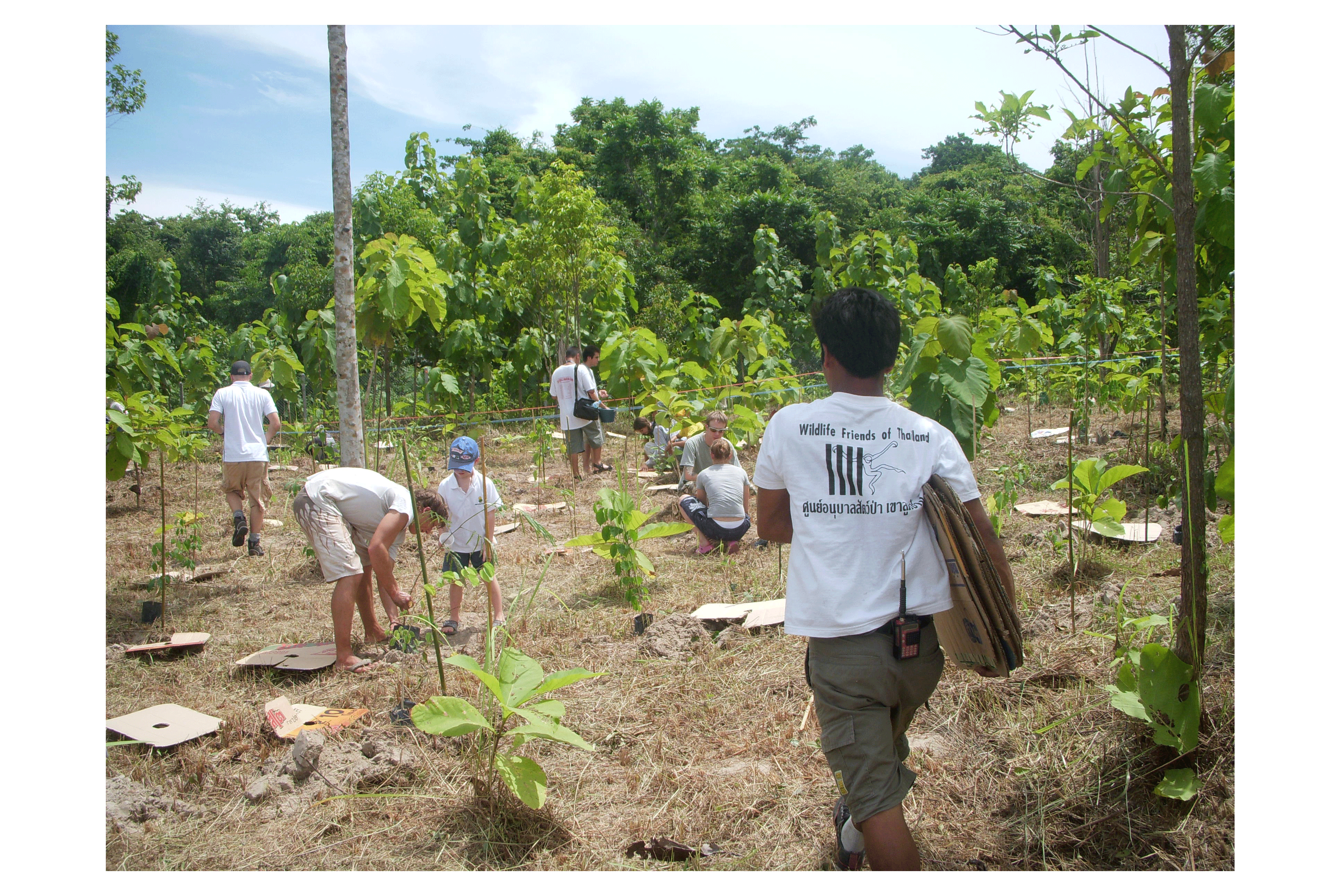 Forest Restoration And Conservation