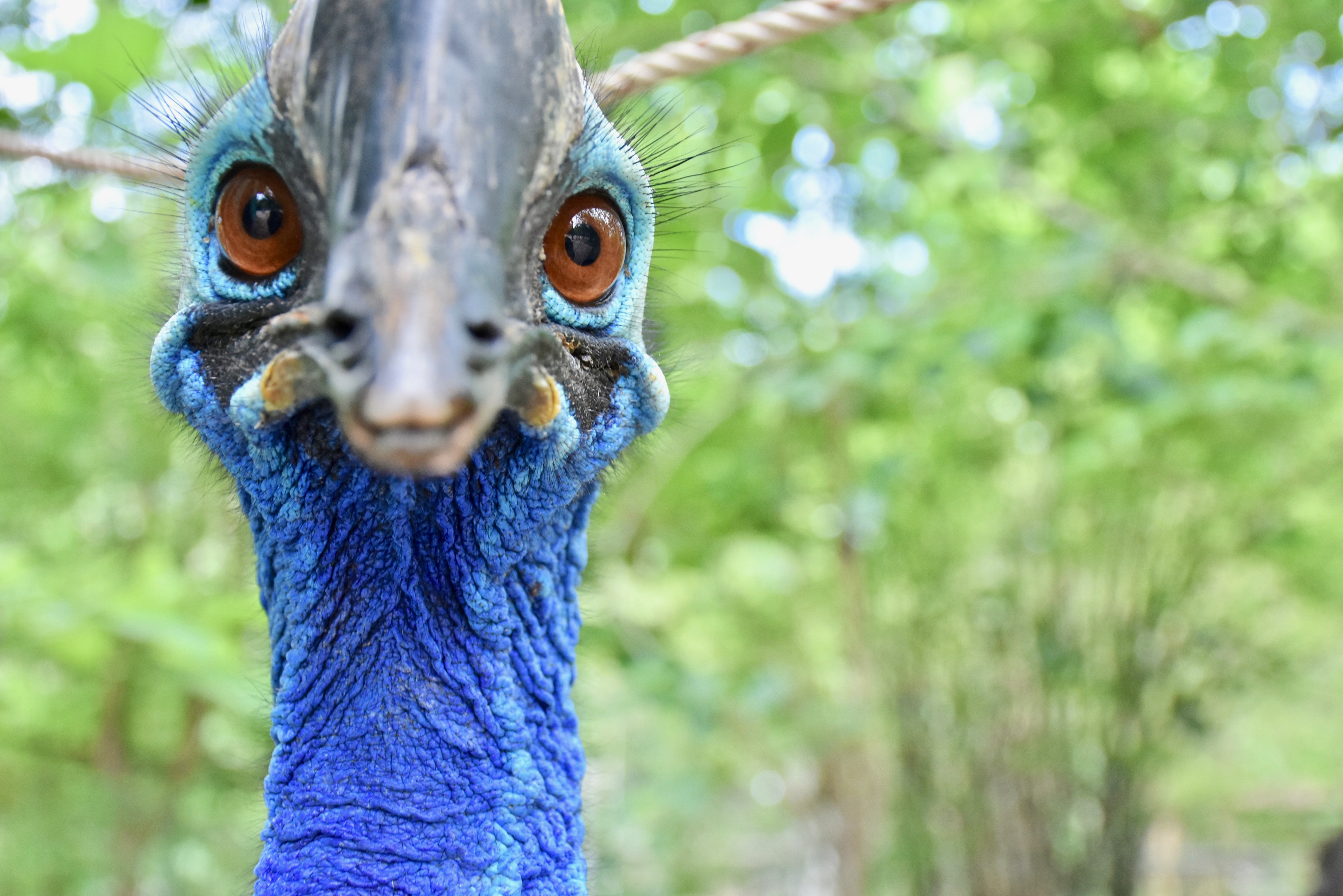 Bernie, Cassowary