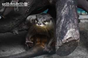 Otter