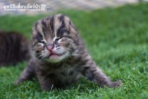 Fishing Cat