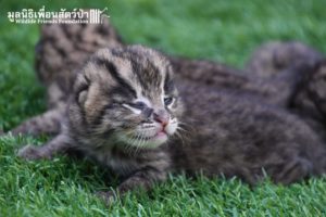 Fishing Cat