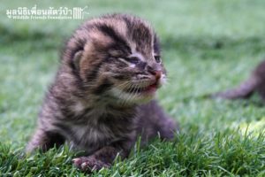 Fishing Cat