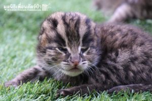 Fishing Cat