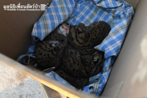 Fishing Cat