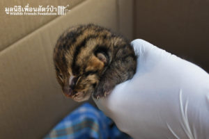 Fishing Cat