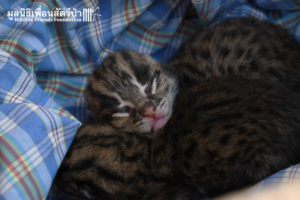 Fishing Cat