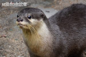 Otter