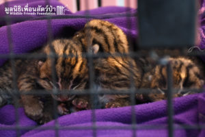 Fishing Cat