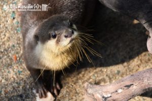 Otter