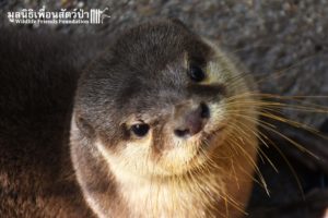 Otter