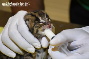 Fishing Cat