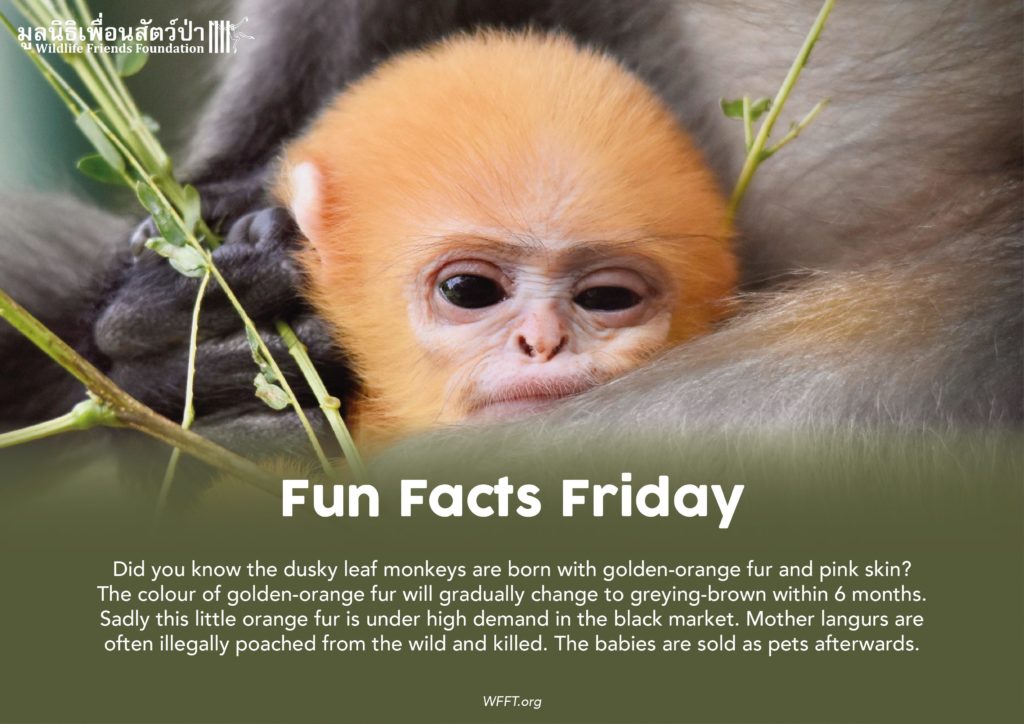 Fun Facts Friday