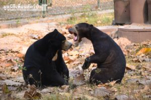 Sun Bear