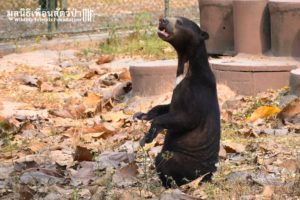 Sun Bear