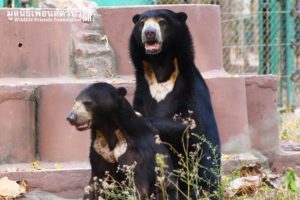 Sun Bear